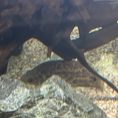 熱帯魚　レオパードクテノポマの画像