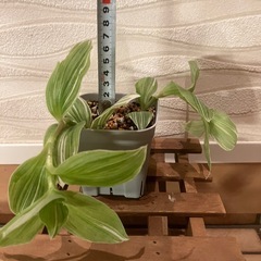 【観葉植物】トラディスカンティア　3種セットの画像