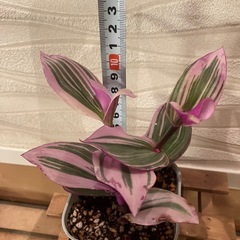 【観葉植物】トラディスカンティア　3種セットの画像
