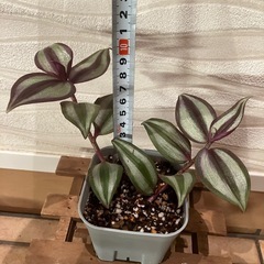 【観葉植物】トラディスカンティア　3種セットの画像