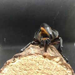 ヘラクレスオオカブトムシ　♂♀ペア　9-1の画像