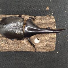 ヘラクレスオオカブトムシ　♂♀ペア　9-1の画像