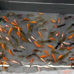 メダカすくい、金魚すくい、スーパーボール