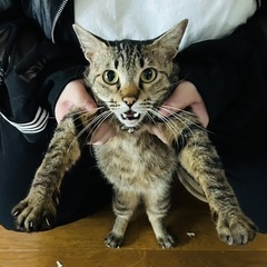 ★【急募】3歳のキジトラ(♂)