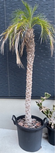 ★フェニックスロベレニー★