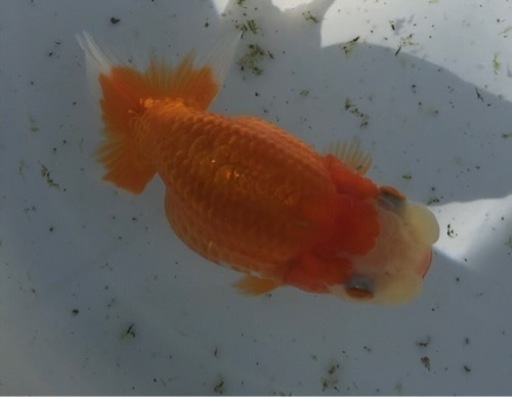 優良系統 らんちゅう 極太体型