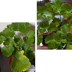 ゼラニウム苗の画像