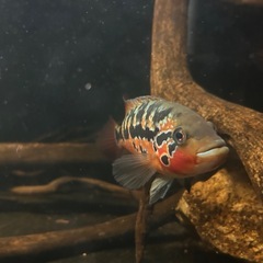 熱帯魚の画像