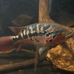熱帯魚の画像