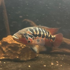 熱帯魚の画像