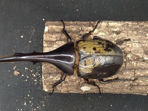 ヘラクレスオオカブトムシ　♂♀ペア　9-2