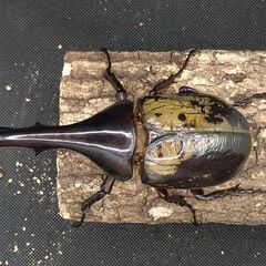 ヘラクレスオオカブトムシ　♂♀ペア　9-2の画像