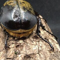 ヘラクレスオオカブトムシ　♂♀ペア　9-2の画像
