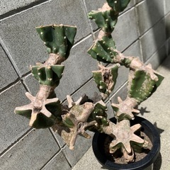 ★柱サボテン　ブランチ　鬼面角★の画像