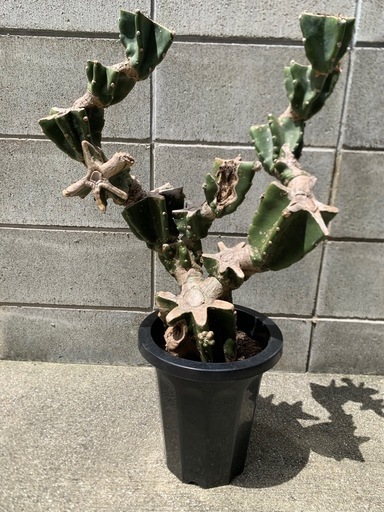 ★柱サボテン　ブランチ　鬼面角★