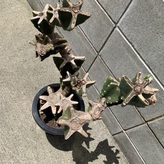 ★柱サボテン　ブランチ　鬼面角★の画像