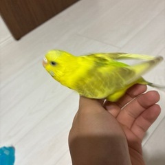 セキセイインコ　今相談中です。