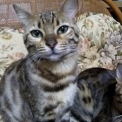 飼い猫が脱走したままです（泣）