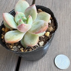 【多肉植物】エケベリア　ホワイトシャンペンの画像