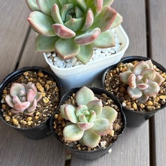 【多肉植物】エケベリア　ホワイトシャンペンの画像