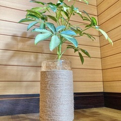 観葉植物　斑入りカポックとガラス製鉢カバーポット　　の画像