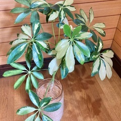 観葉植物　斑入りカポックとガラス製鉢カバーポット　　の画像
