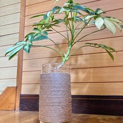 観葉植物　斑入りカポックとガラス製鉢カバーポット　　の画像