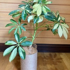 観葉植物　斑入りカポックとガラス製鉢カバーポット　　の画像