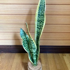 観葉植物　サンセベリアとガラス製鉢カバーポットの画像
