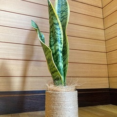 観葉植物　サンセベリアとガラス製鉢カバーポットの画像