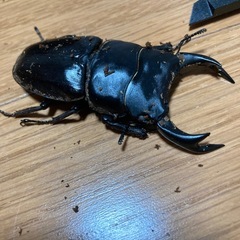 オオクワガタ　　元木ホワイトアイ血統　オス単品の画像