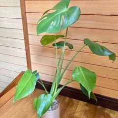 観葉植物　モンステラとガラス製鉢カバーポットの画像