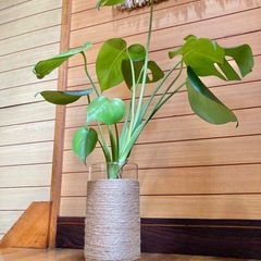 観葉植物　モンステラとガラス製鉢カバーポットの画像