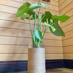観葉植物　モンステラとガラス製鉢カバーポットの画像
