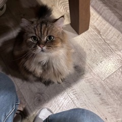 ペルシャとミヌエット
