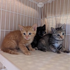 子猫団子兄弟　茶トラ、キジ、黒サビ選択可