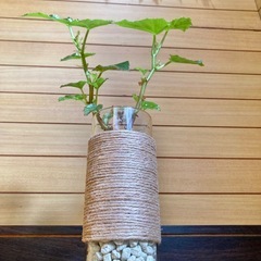 観葉植物　ベゴニアとガラス製鉢カバーポットの画像