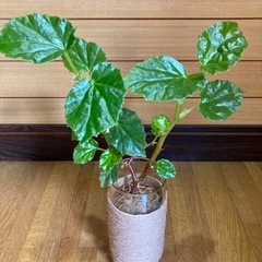 観葉植物　ベゴニアとガラス製鉢カバーポットの画像