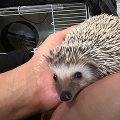 ハリネズミ