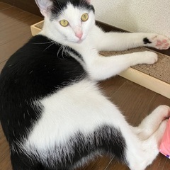 白黒のハチワレ男の子　1歳6ヶ月