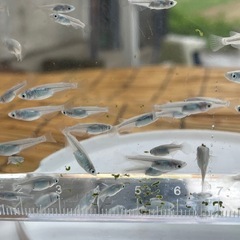 深海 めだか メダカの画像
