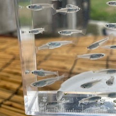 深海 めだか メダカの画像