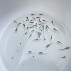 深海 めだか メダカの画像