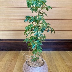 観葉植物　ポリシャスとガラス製鉢カバーポットの画像