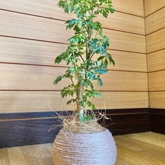 観葉植物　ポリシャスとガラス製鉢カバーポットの画像