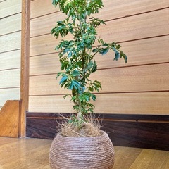 観葉植物　ポリシャスとガラス製鉢カバーポットの画像