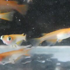 めだか　出目めだか　の画像
