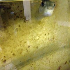 クサフグ🐡の画像