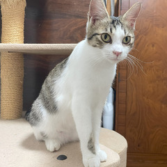 ⭐️キジ白⭐️生後半年～1年未満のとても人懐っこい猫ちゃん…