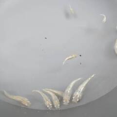 スズラン④　若魚　10匹の画像